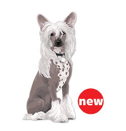 Chinese Crested
